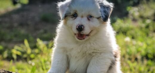 pierwszy szczeniak, niegrzeczny, chociaż biały.