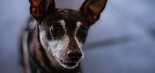 pies je kupy-zdrowie