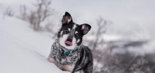 pies je śmieci spod śniegu