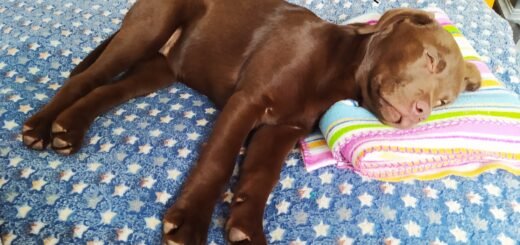 jak dotykać psa, który śpi