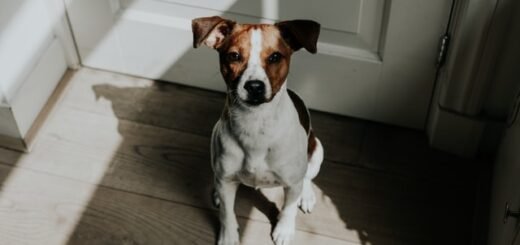 komenda zwalniająca psa