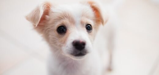 nauka czystości nie jest łatwa dla szczeniaczka