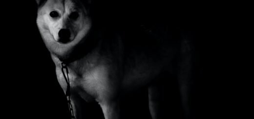 pies na łańcuchu na czarnym tle