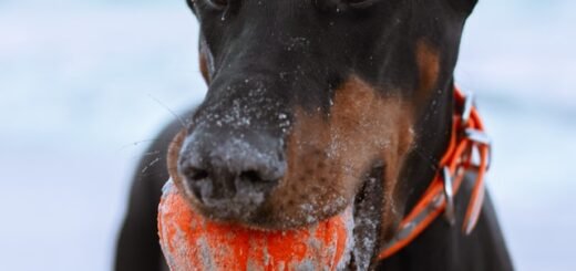 obcięcie psu ogona, pies z piłką