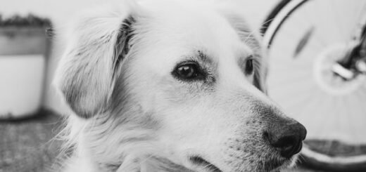 co zrobić z ciałem psa