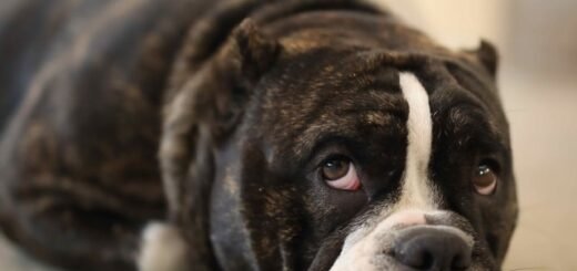 pies boi się zostać sam