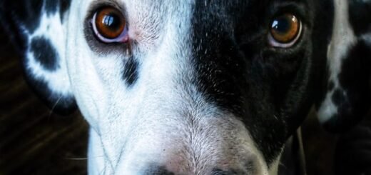 Samoświadomość u psa dalmatyńczyka