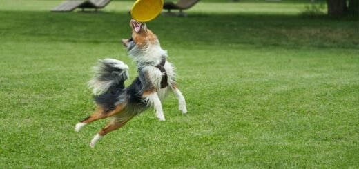 Zabawa z psem frisbee