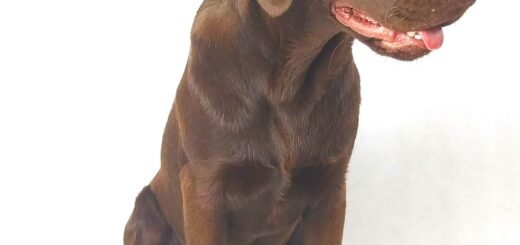 jak przyzwyczaić psa do zabiegów pielęgnacyjnych