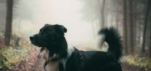 Ogon psa border collie