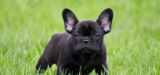 Dlaczego mały czarny pies wyje?