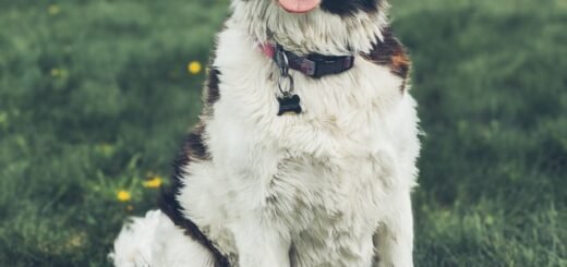 pies nie chce jeść