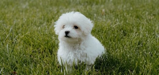 szczeniak, który nie chce wyjść na spacer