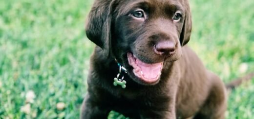 czy szczeniak może wchodzić po schodach