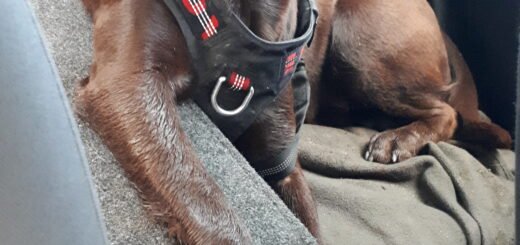 Jak bawić się z psem?