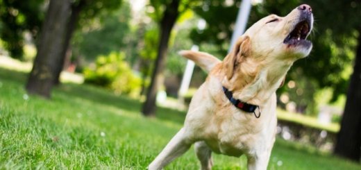 Pies z otwartym pyskiem, szczekający lub wyjący, stoi na trawie w parku. Ma beżową sierść i ciemną obrożę. W tle widać niewyraźne drzewa. Ilustruje temat: ADHD u psów
