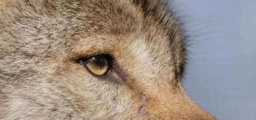 Zbliżenie na oko wilka, ilustracja do wpisu o łańcuchu łowieckim