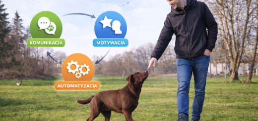 Szkolenie psa – pies podąża za człowiekiem podczas spaceru