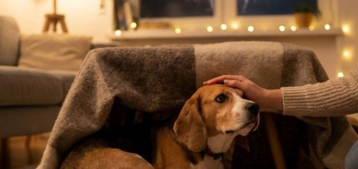 Lękliwy pies chowający się pod kocem, ilustracja biologicznej reakcji strachu u psa na głośne dźwięki i fajerwerki.